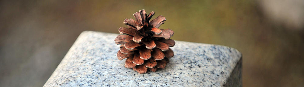 bnegao